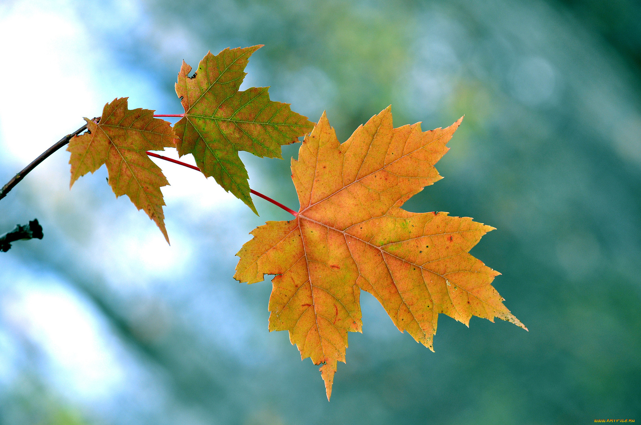 Ветка осенних листьев. Осенний клен Заболоцкий. Ветка клена. Осенние листья. Красивые осенние листья.